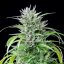 Royal Queen Seeds Semințe de canabis Critical Kush feminizate