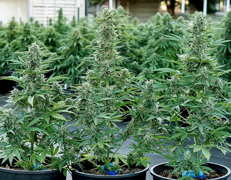 Royal Queen Seeds Семена от канабис Epsilon F1 Auto
