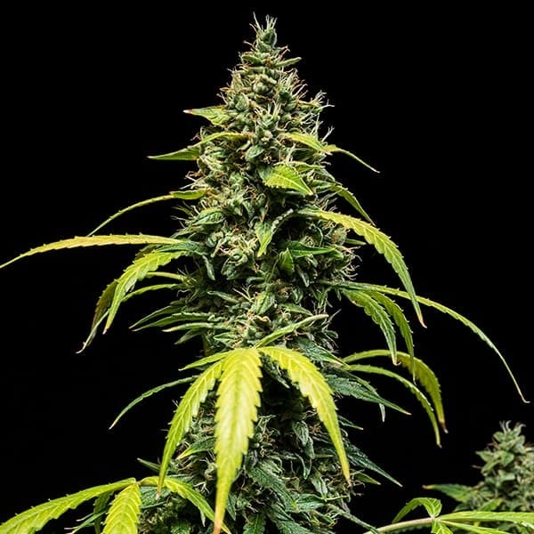 Royal Queen Seeds Seminte de canabis Sherbet Queen Auto