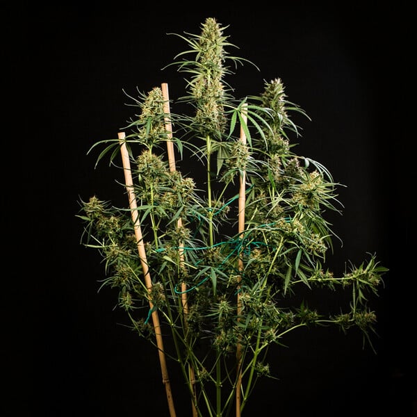Royal Queen Seeds Seminte de canabis Hulkberry Auto