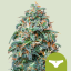 Royal Queen Seeds Seminte de canabis Sherbet Queen Auto