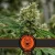 Blimburn Seeds Semillas de cannabis Mamba Negra CBD Feminizada