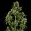 Royal Queen Seeds Semillas de cannabis Royal Critical Auto