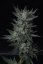 T.H.Seeds™ Seminte de canabis Auto Bubblegum, pachet 5+1, feminizate
