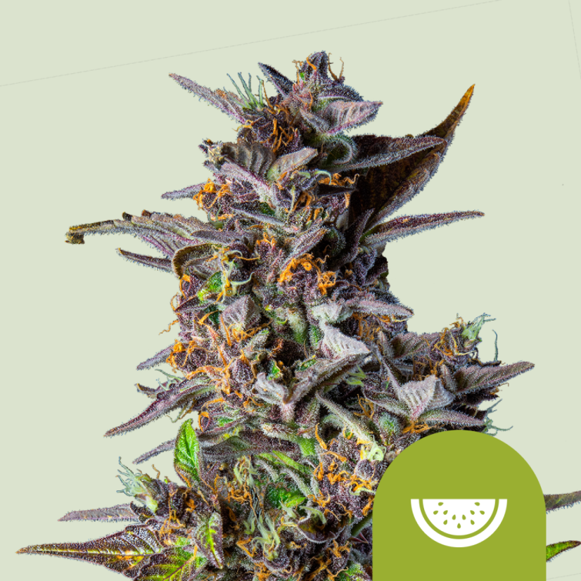 Royal Queen Seeds Seminte de canabis Watermelon Auto