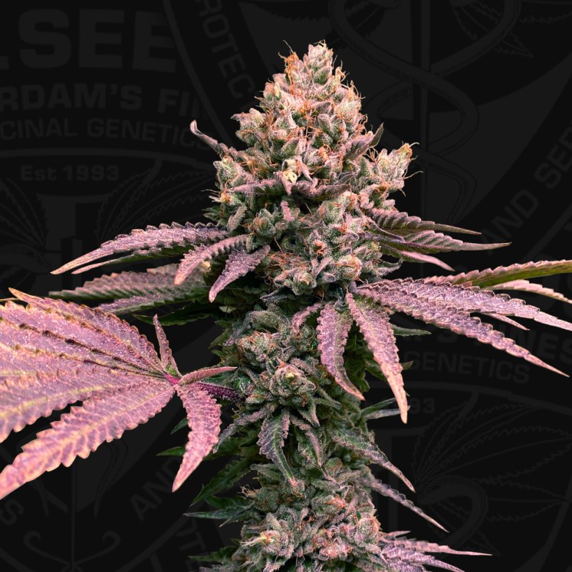 T.H.Seeds™ Seminte de canabis London Mint Cake, 6+1 pachet special, feminizat