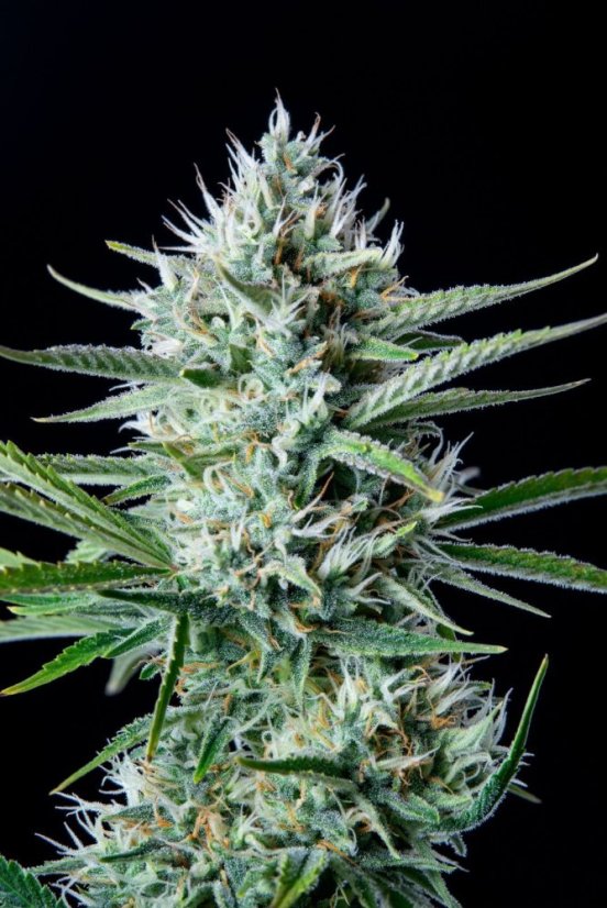Fast Buds Sjemenke konoplje White Widow Auto