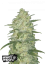 Fast Buds Sjemenke Kanabisa White Widow Auto