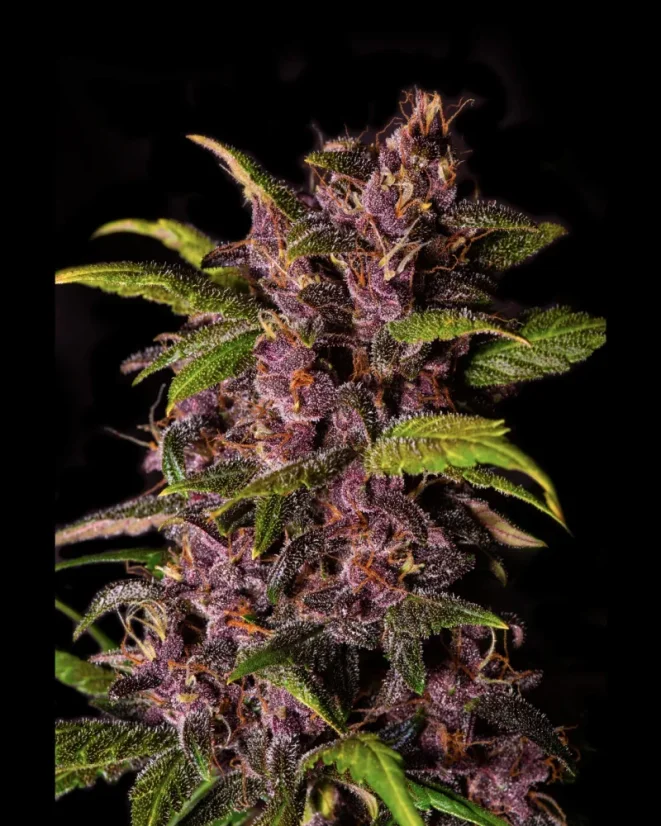 Fast Buds Cannabis Seeds Crystal Meth Auto