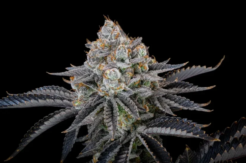 Fast Buds Sjemenke kanabisa Gorilla Cookies FF