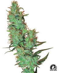 Sensi Seeds Cannabis Seeds Jack Herer® Regular av White Label, 10 st