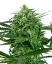 Sensi Seeds Semințe de canabis Sensi Amnesia® feminizate, 3-10 buc.