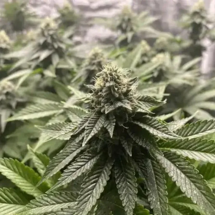 Blimburn Seeds Kanepiseemned Girl Scout Cookies Auto