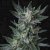 T.H.Seeds™ Sementes de Cannabis Auto Bubblegum, Pacote 5+1, feminizadas