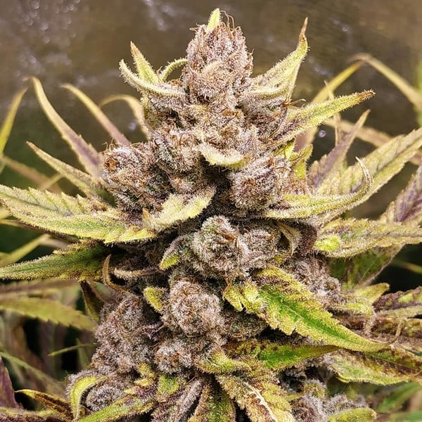Royal Queen Seeds Cannabis Seeds Royal Highness Feminized (korkea CBD)