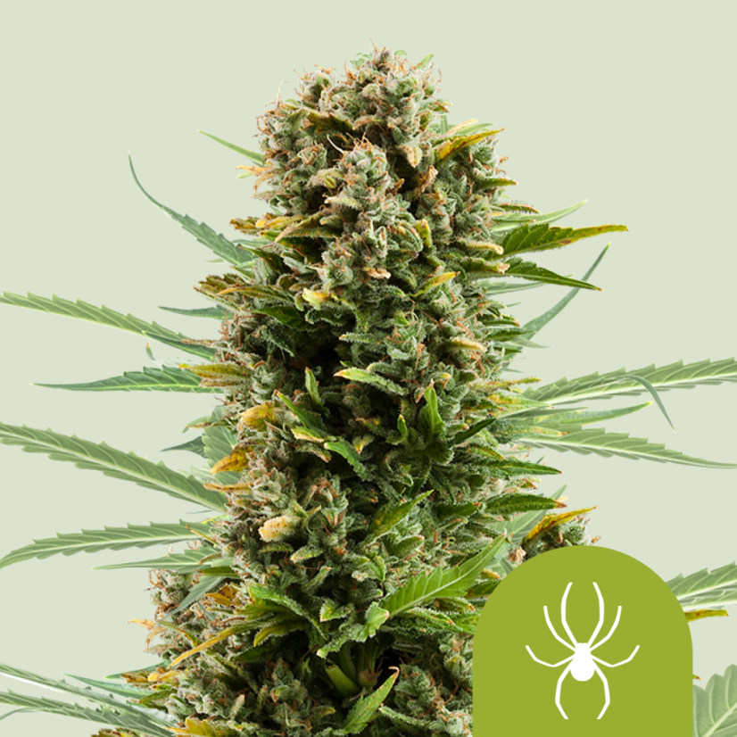 Royal Queen Seeds Seminte de canabis White Widow Auto