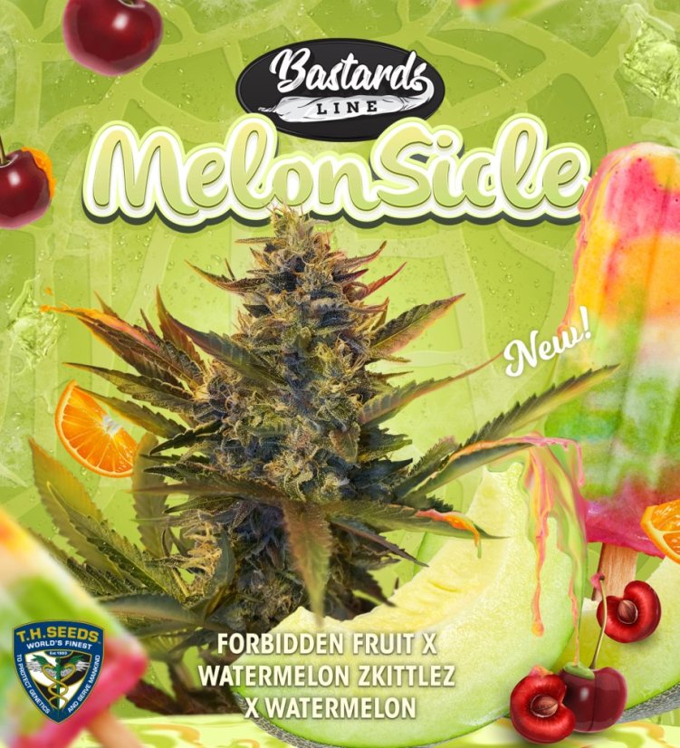 T.H.Seeds™ Cannabis Seeds Bastards Line: Melonsikel, 6+1 specialpaket, feminiserad