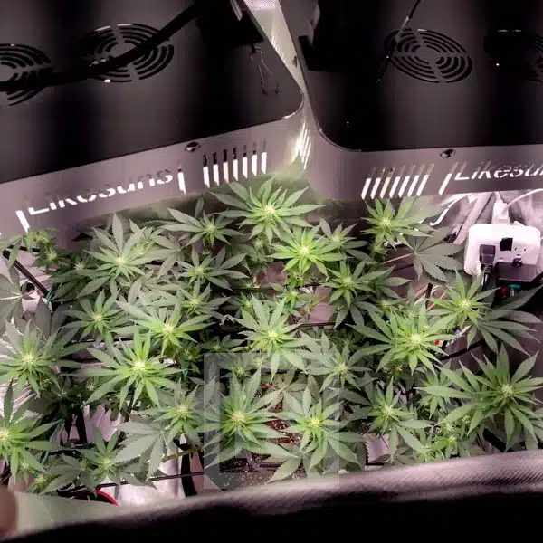 Blimburn Seeds Semi di Cannabis Blackberry Moonstones Femminizzati