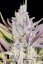 Fast Buds Sjemenke kanabisa Ljepilo za vjenčanja Auto