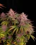 Fast Buds Sjemenke konoplje Purple Lemonade FF