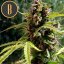 Blimburn Seeds Sementes de Cannabis Mamba Negra Auto