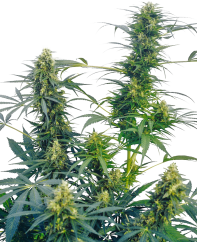 Sensi Seeds Seminte de canabis Guerrilla's Gusto® Regular, 10 buc