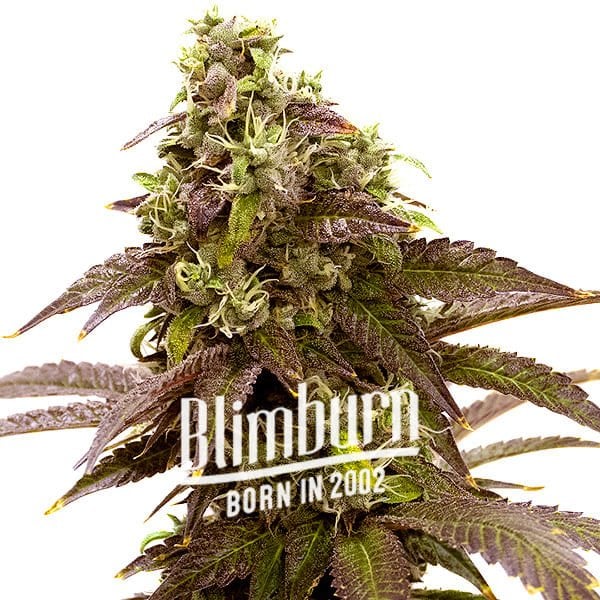 Blimburn Seeds Kanepiseemned Sleepy Joe Feminized