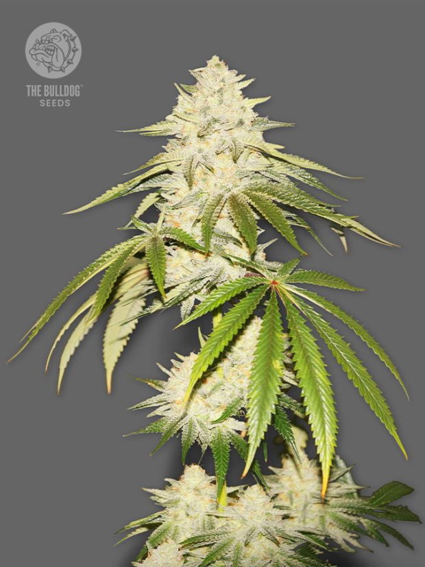 The Bulldog Seeds Joris Pound Cake Feminized, 3 ir 5 vnt