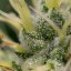 Royal Queen Seeds Seminte de canabis Kali Dog Feminizate