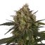 Royal Queen Seeds Semințe de canabis Ice feminizate