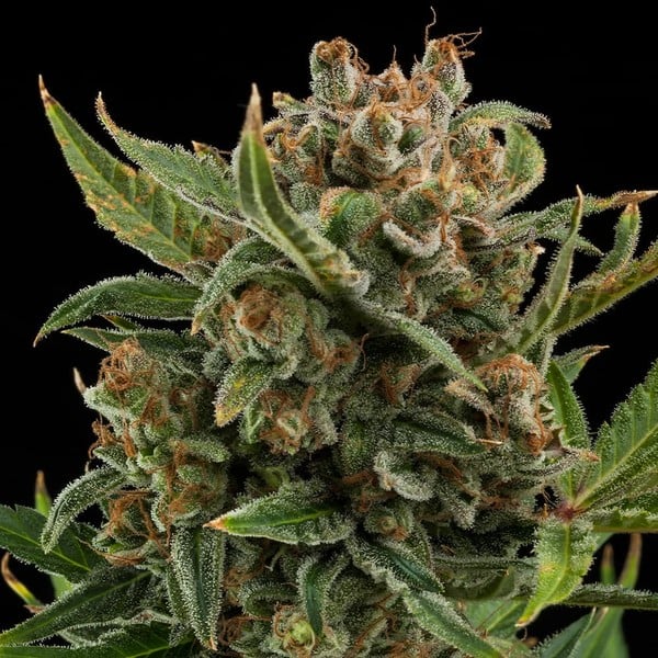 Royal Queen Seeds Seminte de canabis White Widow Auto