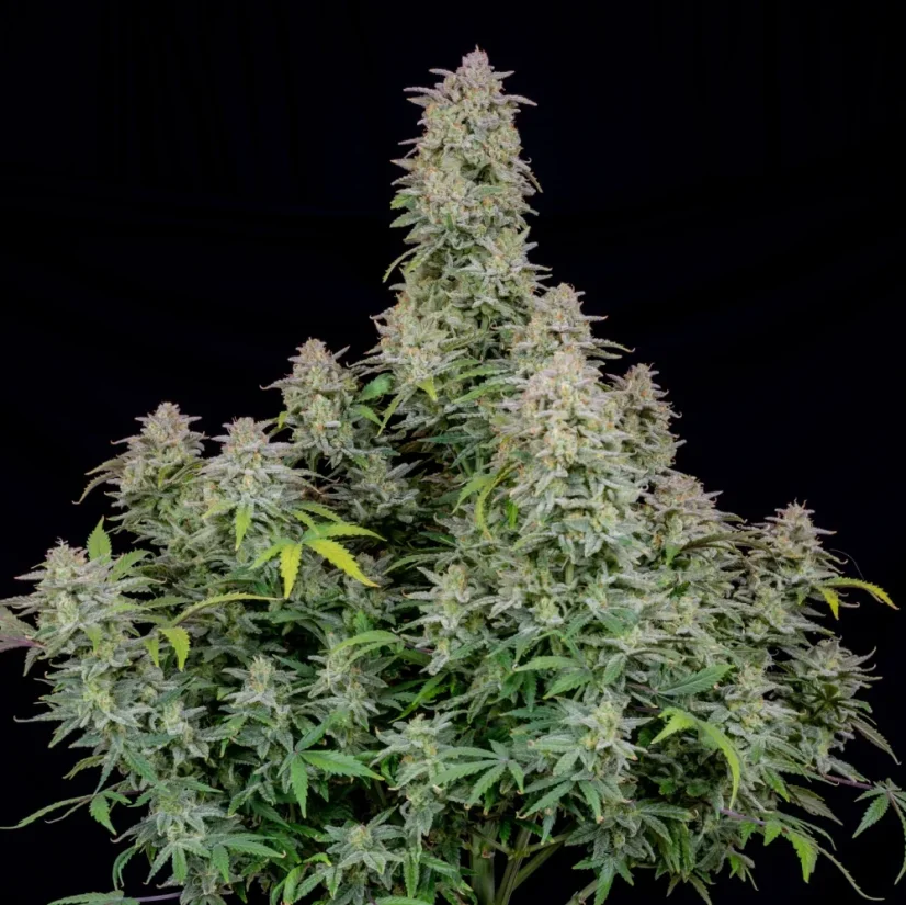 Fast Buds Semi di Cannabis Forbidden Runtz Auto