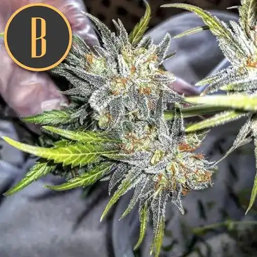 Blimburn Seeds Cannabis Seeds Green Crack Nőiesített