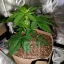Blimburn Seeds Semi di Cannabis Blackberry Moonstones Femminizzati