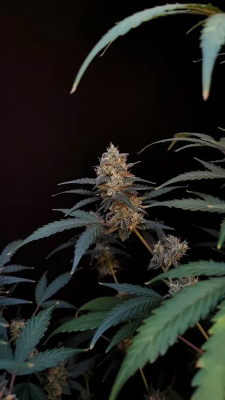 Fast Buds Cannabis Seeds BubbleGum Auto