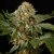 Silent Seeds Classic Cannabis Seeds OG Kush Feminized