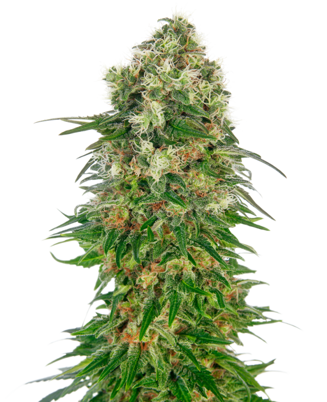 Sensi Seeds Cannabisfrø Shiva Skunk Automatic® Feminized, 3-10 stk.