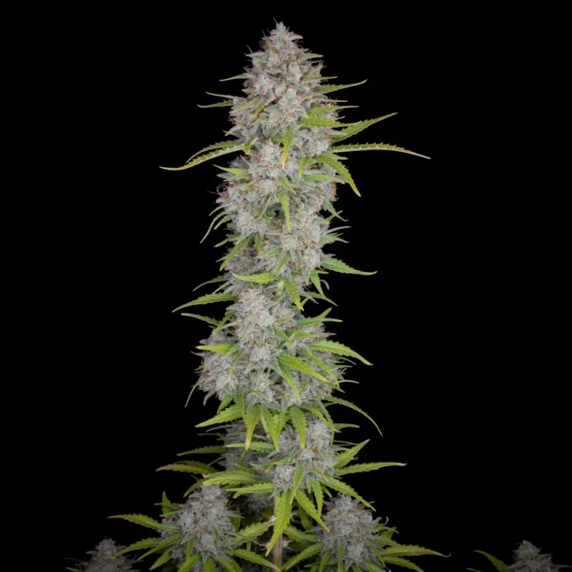 Fast Buds Sjemenke konoplje Orange Sherbet Auto