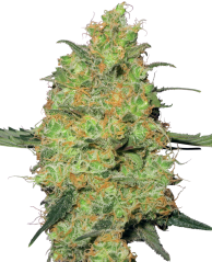 Sensi Seeds Konopljina semena Master Kush Feminized by White Label, 3-10 kom