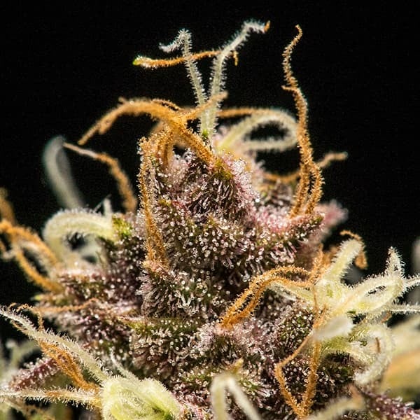 Royal Queen Seeds Cannabisfrön Do-si-dos Auto