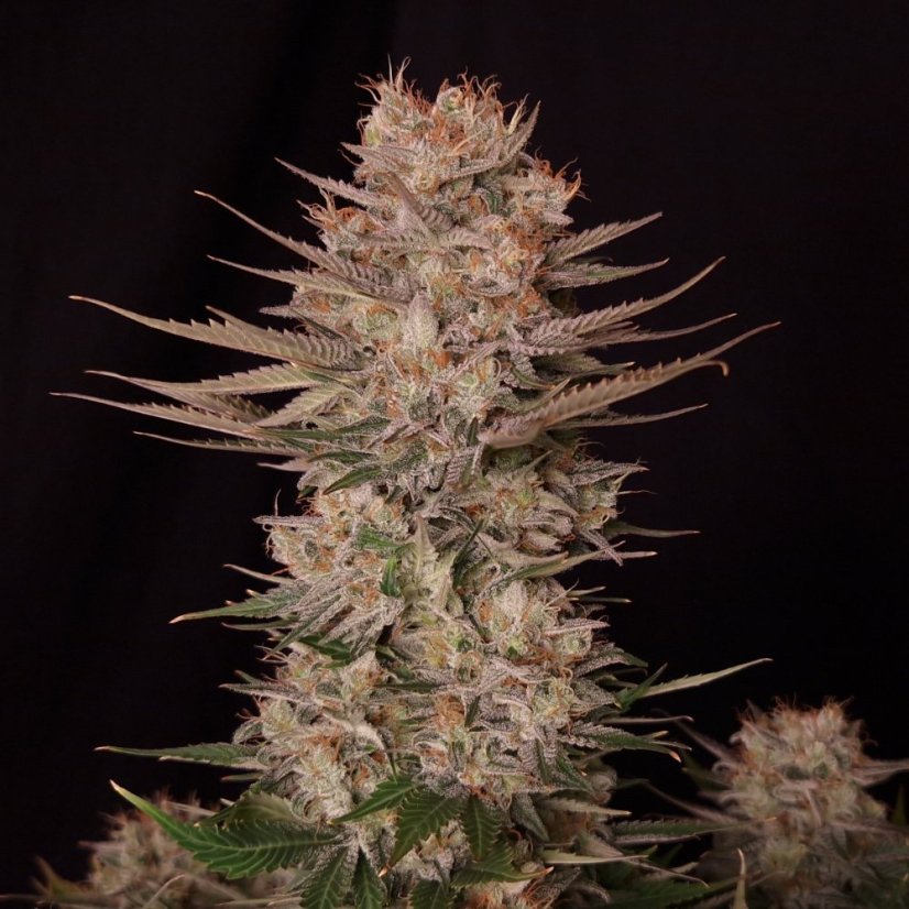 Doctor´s Choice Graines Chronic Fast F1 BX Régulières
