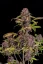 Fast Buds Cannabis Seeds Lemon Cherry Cookies Auto