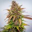 Royal Queen Seeds Semințe de canabis Bubble Kush Auto