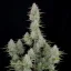 Fast Buds Semi di Cannabis Wedding Cheesecake Auto