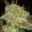 Silent Seeds Seminte de Canabis Lemon Tree Fast By Lemon Tree Feminizate