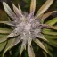 Fast Buds Sjemenke konoplje C4 Auto