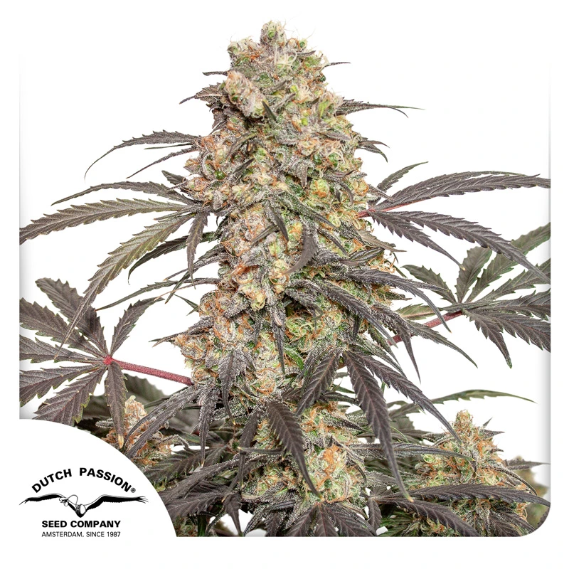 Dutch Passion Seminte de canabis Passion Fruit® Feminizate