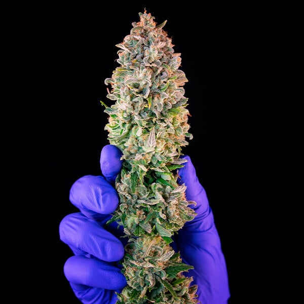 Royal Queen Seeds Seminte de canabis Power Flower feminizate