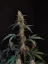 Fast Buds Biji Ganja BubbleGum Auto