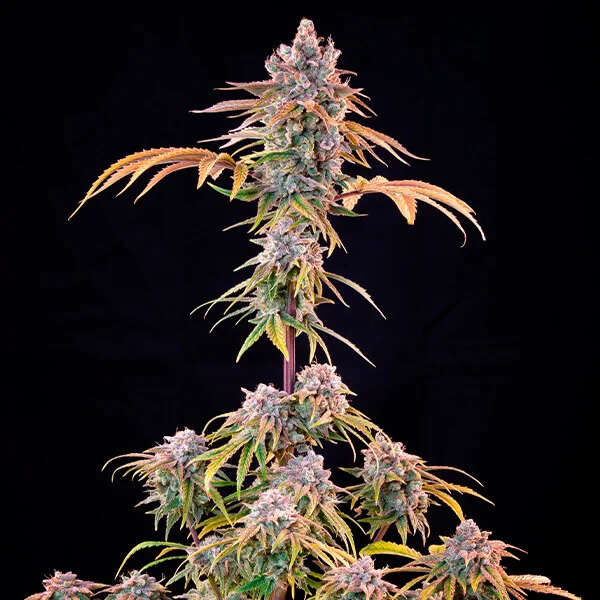 Royal Queen Seeds Semințe de canabis Royal Cheese - Feminizate rapid